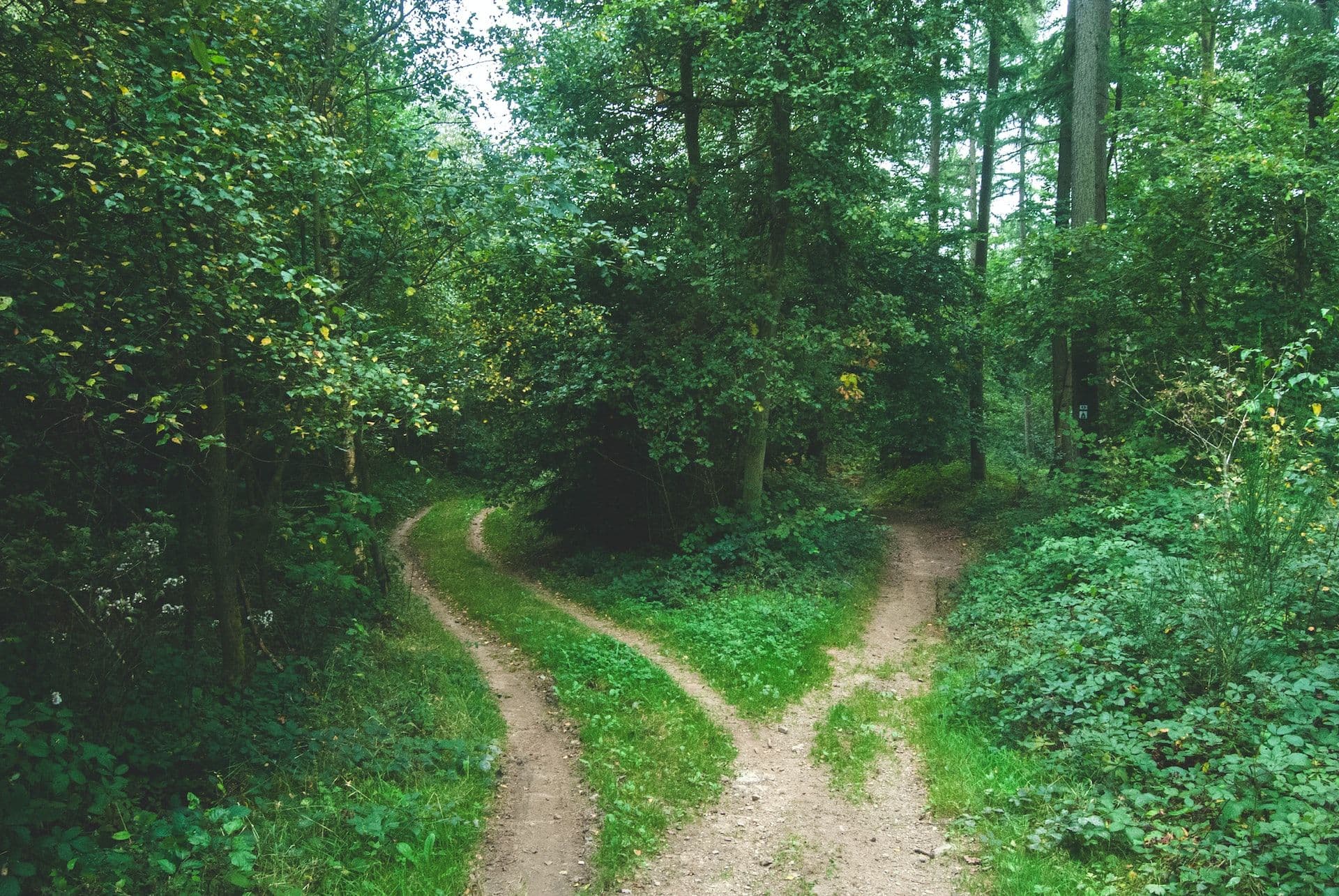 Picture of a green crossroads into the wood