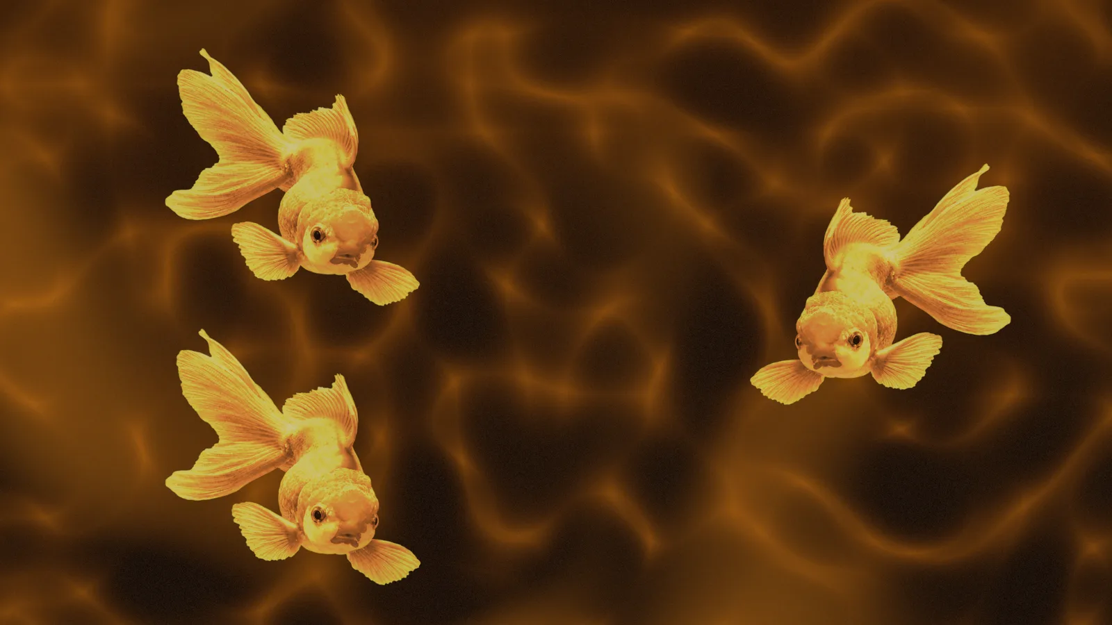 Three goldfish swimming across rippling orange water.